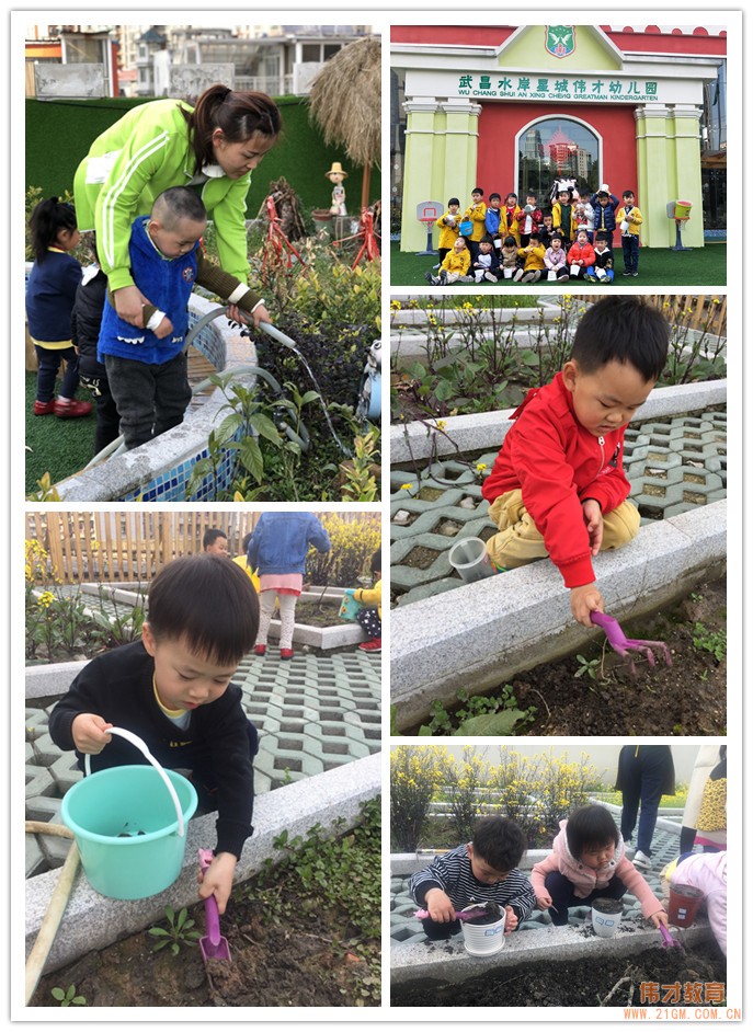 湖北武漢水岸星城偉才國(guó)際幼兒園：植一顆種子，育一顆大樹(shù)